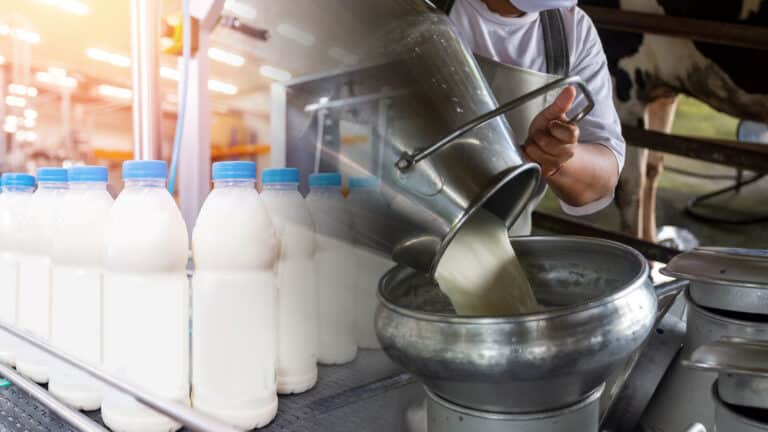 Казахстанские фермеры выливают на улицу молоко, потому что не могут найти на него покупателей
