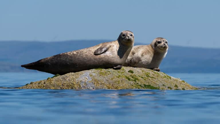 Authorities to create natural reserve for Caspian seals in Kazakhstan