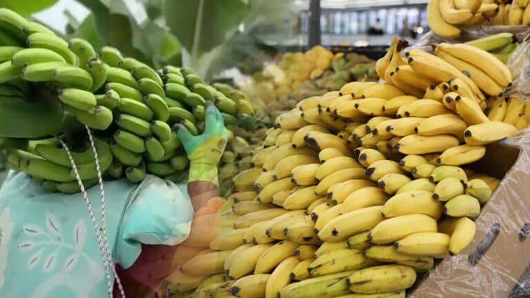 Отечественные бананы созрели в Казахстане. Первыми их попробуют жители Алматы и Шымкента