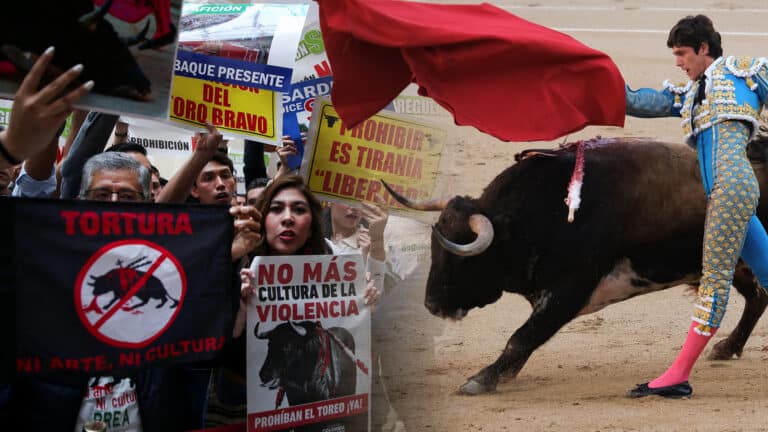 Конец корриды. В Колумбии запретили бои быков с 2027 года