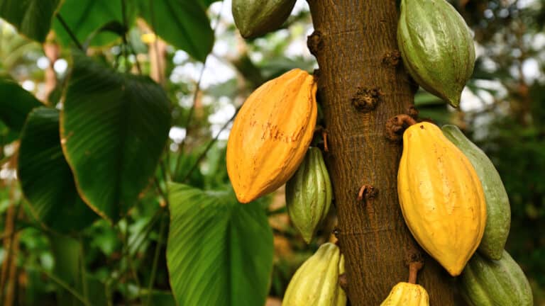 Цены на какао рухнули за день на 19%