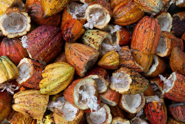Цены на какао достигли пика и дальше будут снижаться — Rabobank