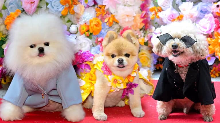 Met Gala для хвостатых. На показе Pet Gala в Нью-Йорке собак нарядили в Шакиру и Эда Ширана