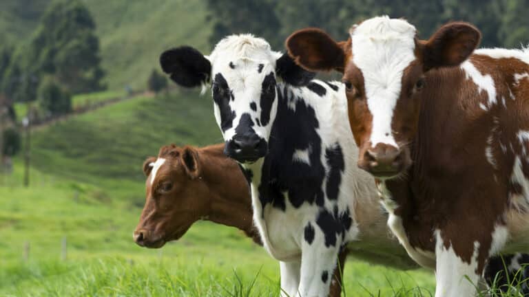 «Налог на отрыжку». Датские скотоводы первые в мире могут начать платить за выбросы метана от коров, свиней и овец