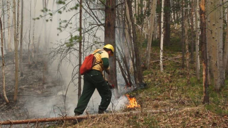 В России власти ввели режим ЧС в Забайкалье и Бурятии из-за сильных лесных пожаров