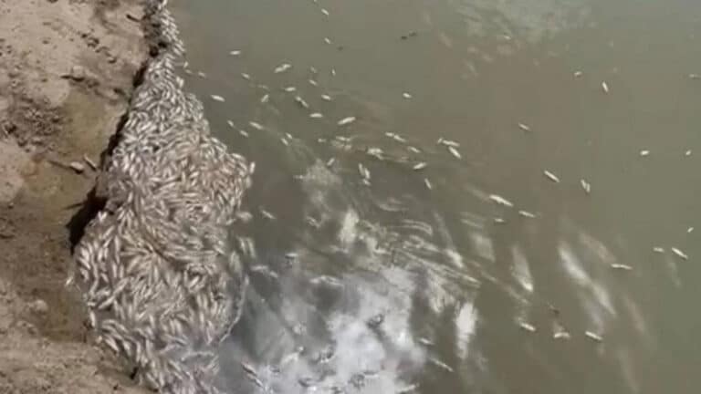 Возле Атырауской ТЭЦ расследуют массовую гибель рыбы