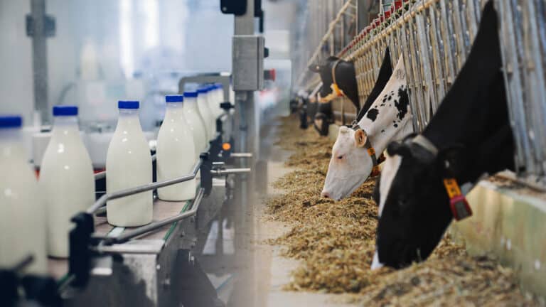 В Казахстане сократилось поголовье скота и производство молока