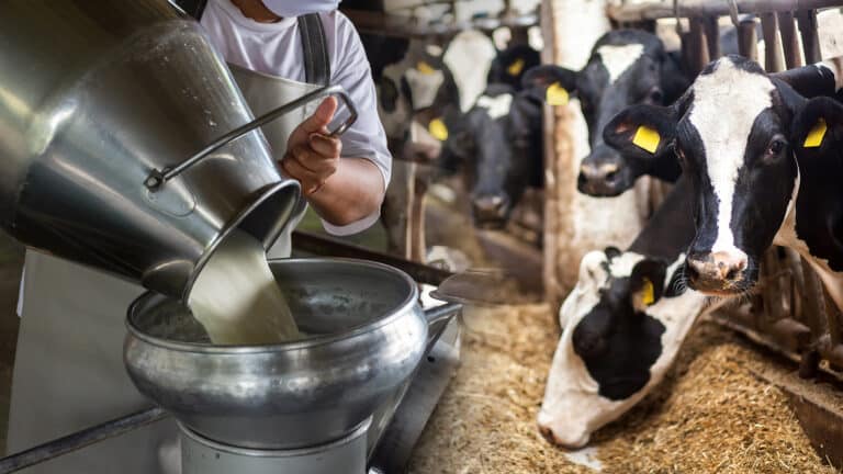 Минсельхоз обещает удвоить производство молока к 2027 году