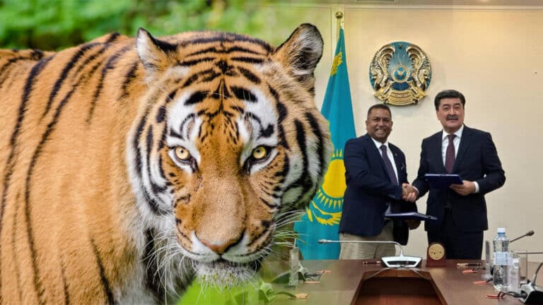 В Казахстан завезут тигров из Нидерландов