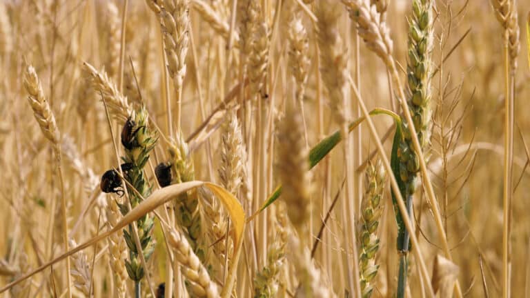 Полчища неизвестных жуков в Костанае угрожают посевам пшеницы. Ученые объясняют это последствиями паводков