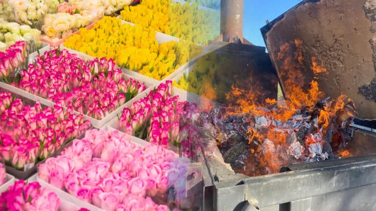 Зараженные 15 тысяч цветов из Турции сожгли в Астане