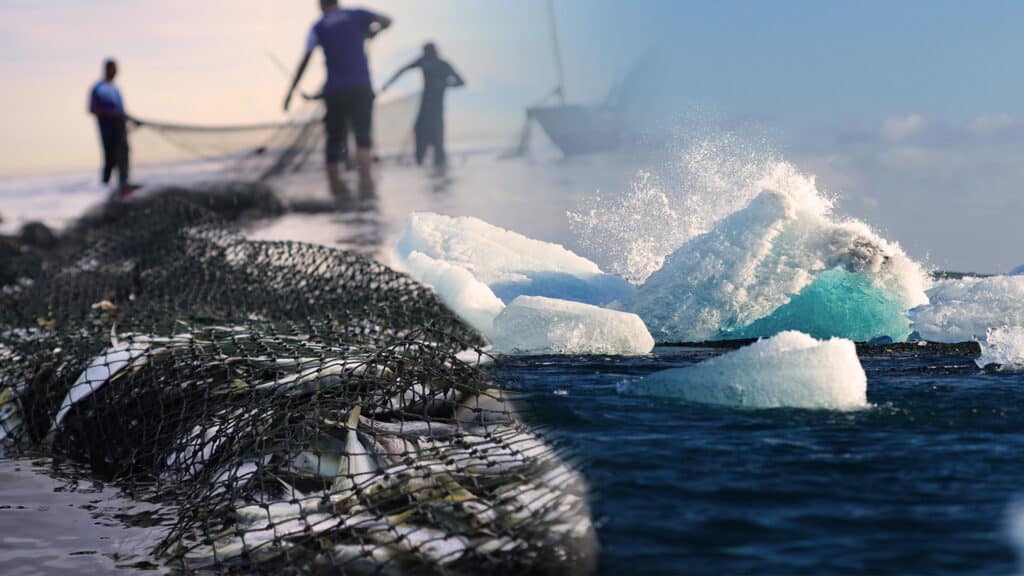 Мировые запасы рыбы могут существенно сократиться из-за глобального потепления – ООН