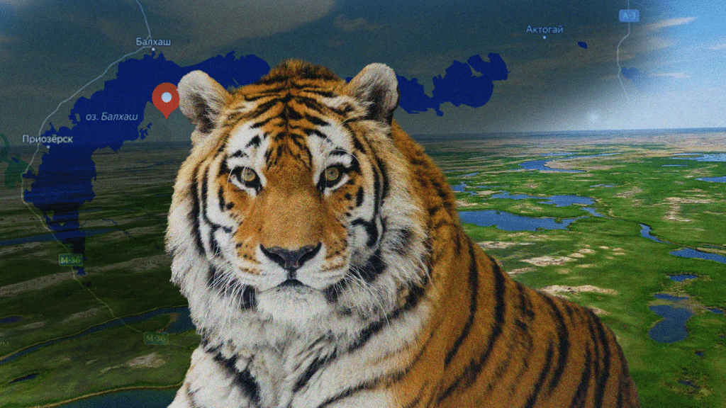 Іле-Балқаш резерватында Ресейден жеткізілетін Амур жолбарыстары үшін  қоршаулар салынып жатыр