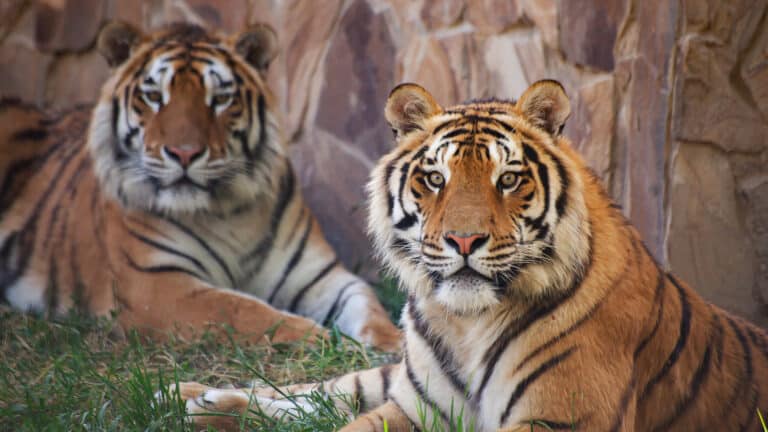 Kazakhstan hopes to repopulate its wetlands with tigers from the Netherlands