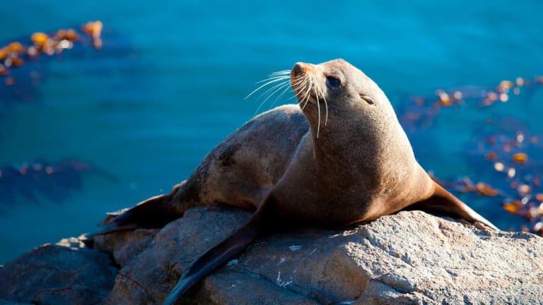 More than hundred critically endangered seals found dead in Mangystau