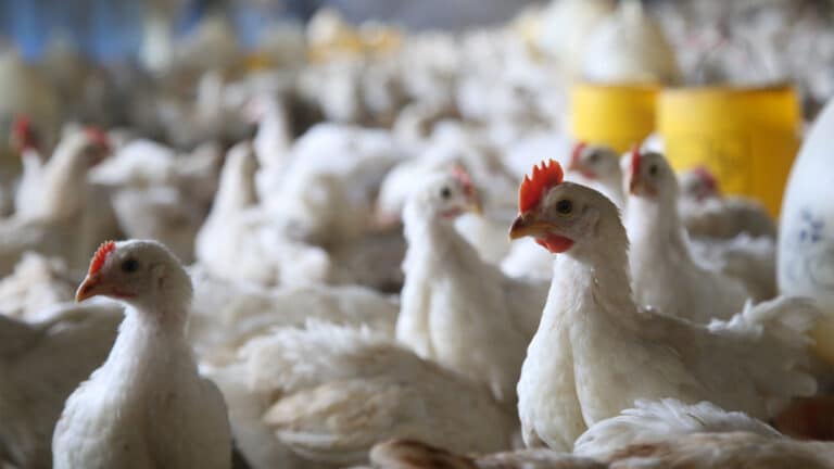 Kazakhstani investors to launch large poultry processing plant in Kostanay