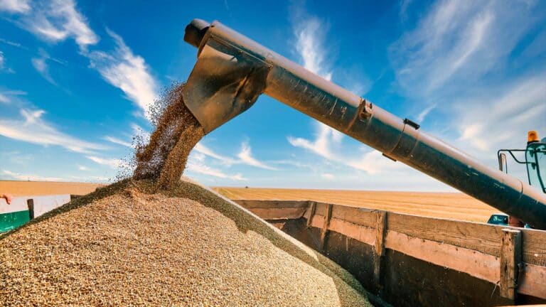 Kazakhstan is losing ground in the global wheat market due to cheap Russian grain