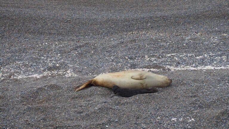 Mangystau authorities report death of nearly 300 seals due to fishing nets