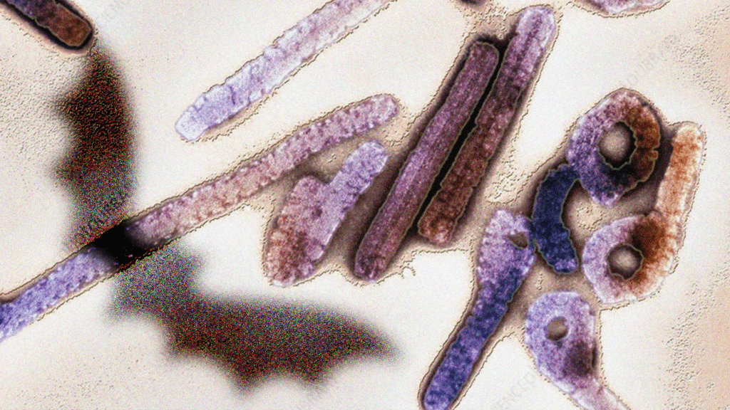 Марбург вирусынан қалай сақтану керек? – бас санитар түсіндірді