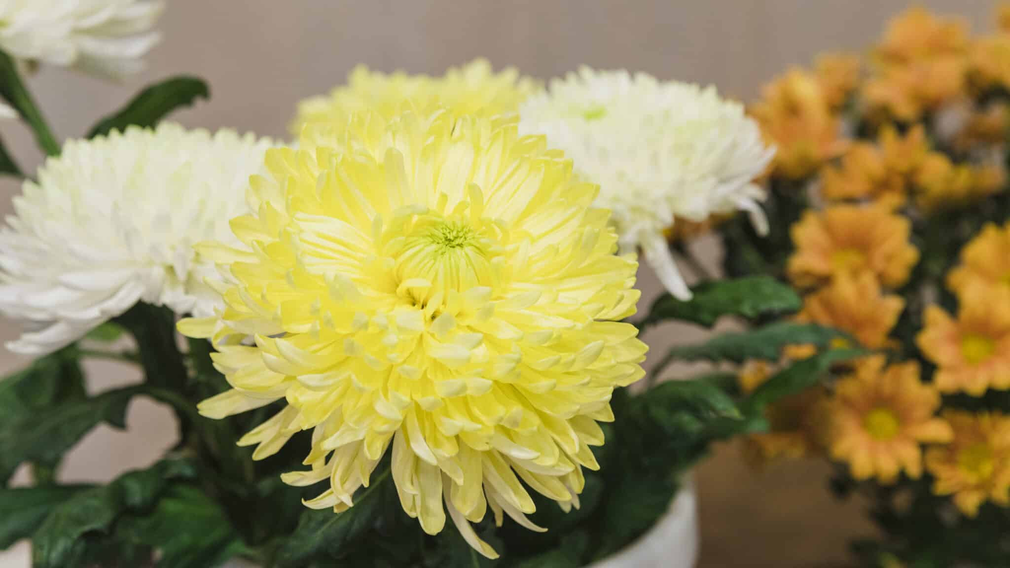 Bouquet of surprises Kazakhstan returns 160,000 infected