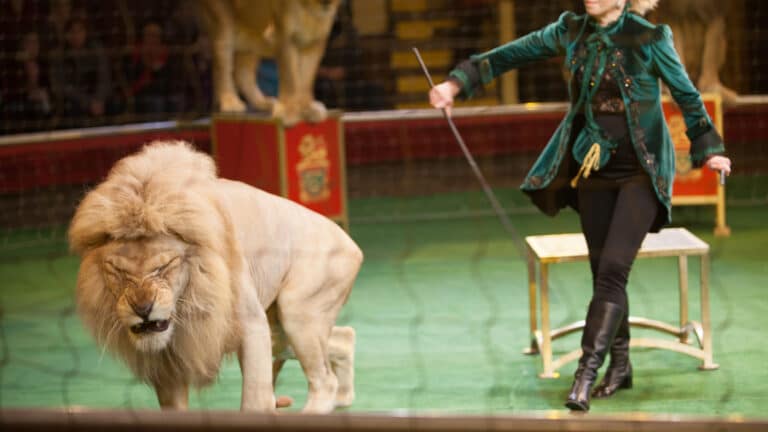 No more caged lions: Uzbekistan bans wild animals in circuses