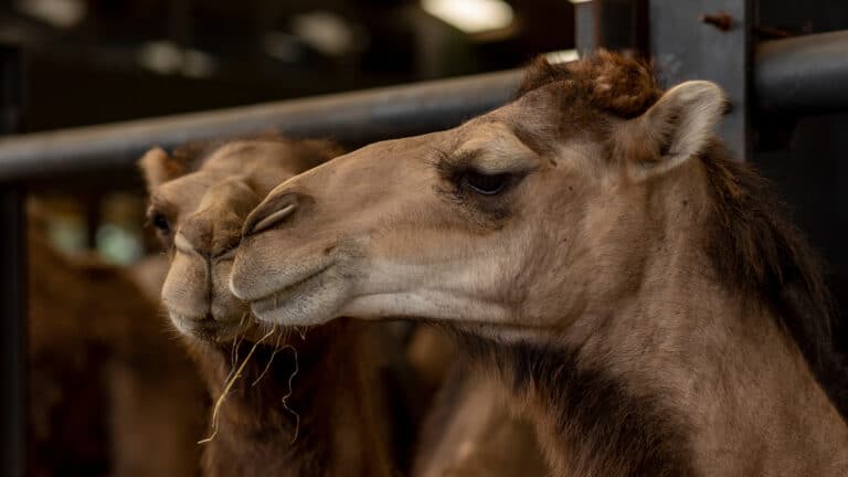 Qatar to develop dry milk industry in Kazakhstan by bringing its camels