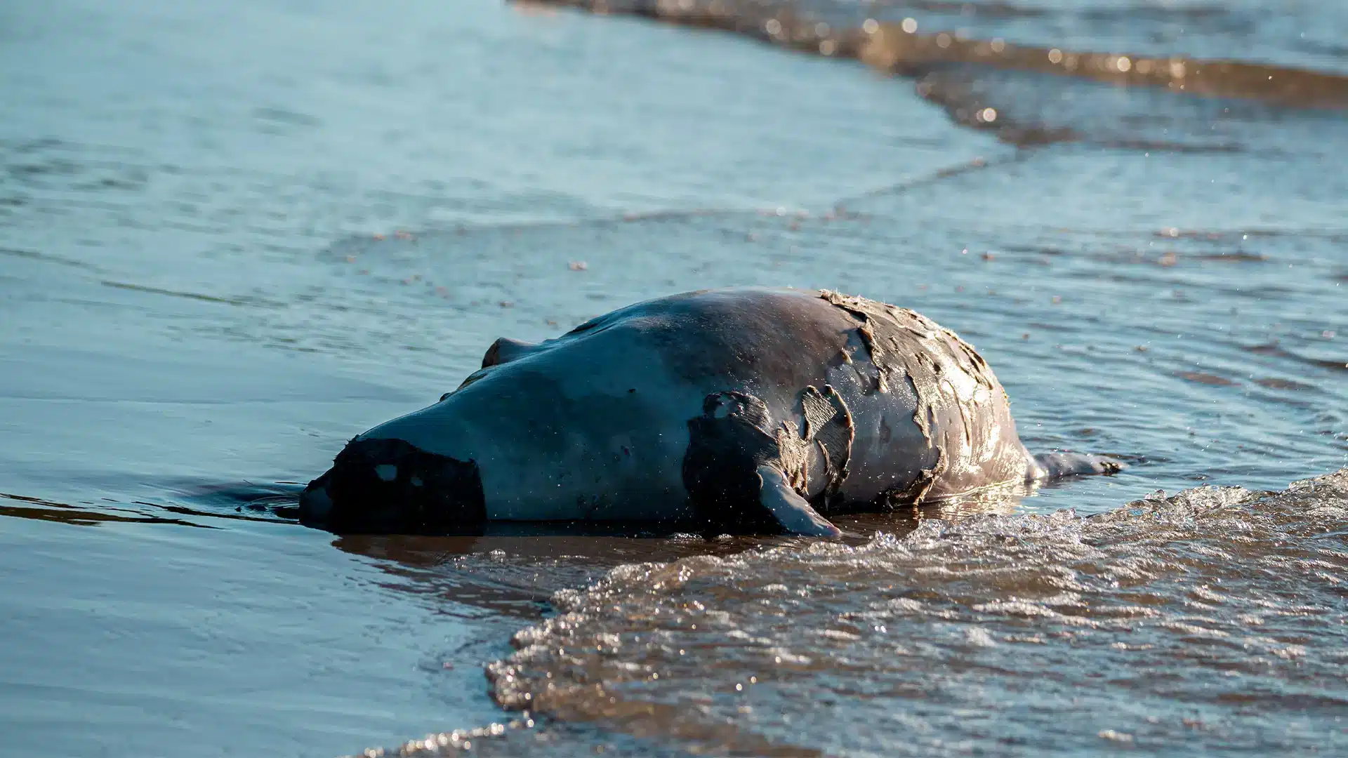 «Save the Caspian Sea» - қазақстандық экологтар жаһандық қозғалыс бастады