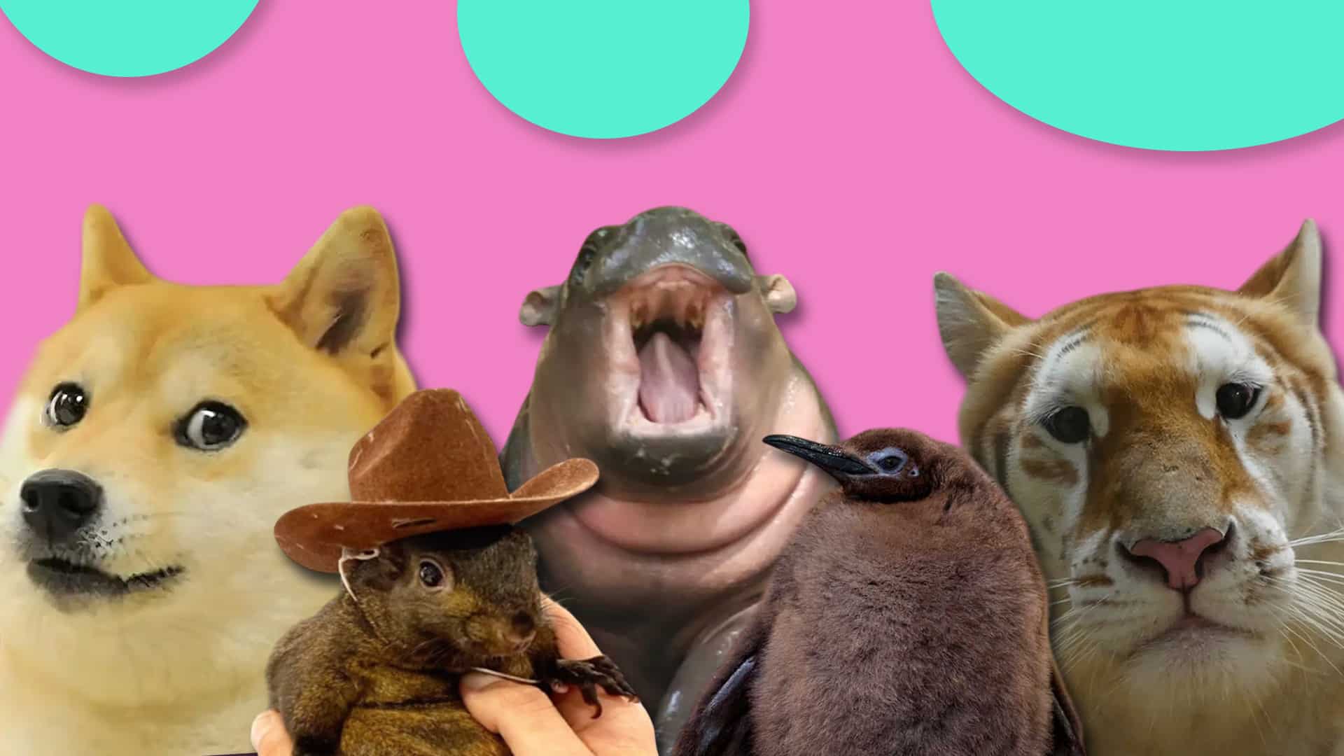 Мемные животные