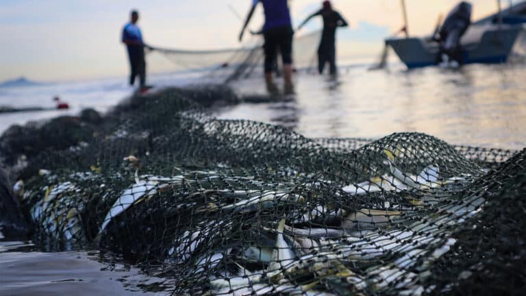 В Аральском море стали ловить больше рыбы