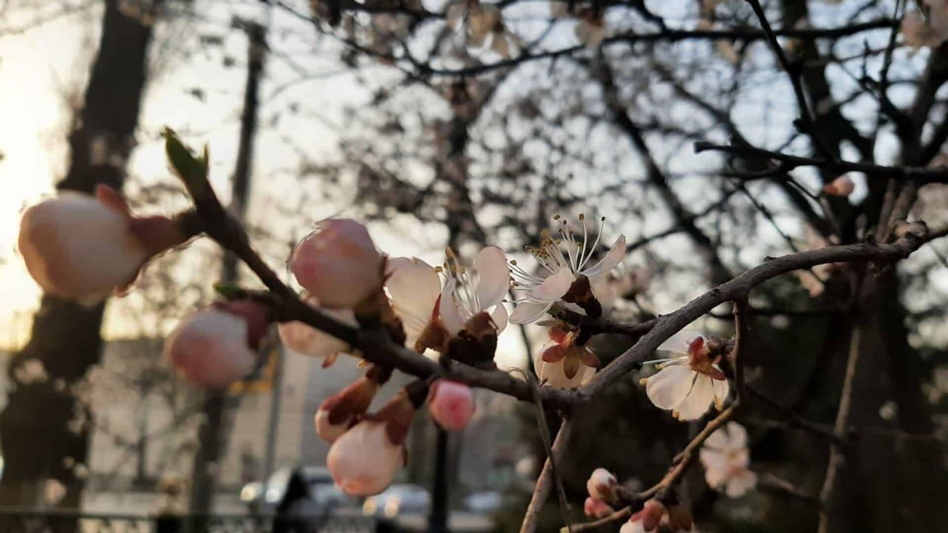 Алматыға көктем ерте келеді