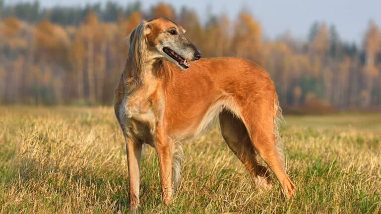 Kazakhstan to enforce strict measures to protect its ancient dog breed