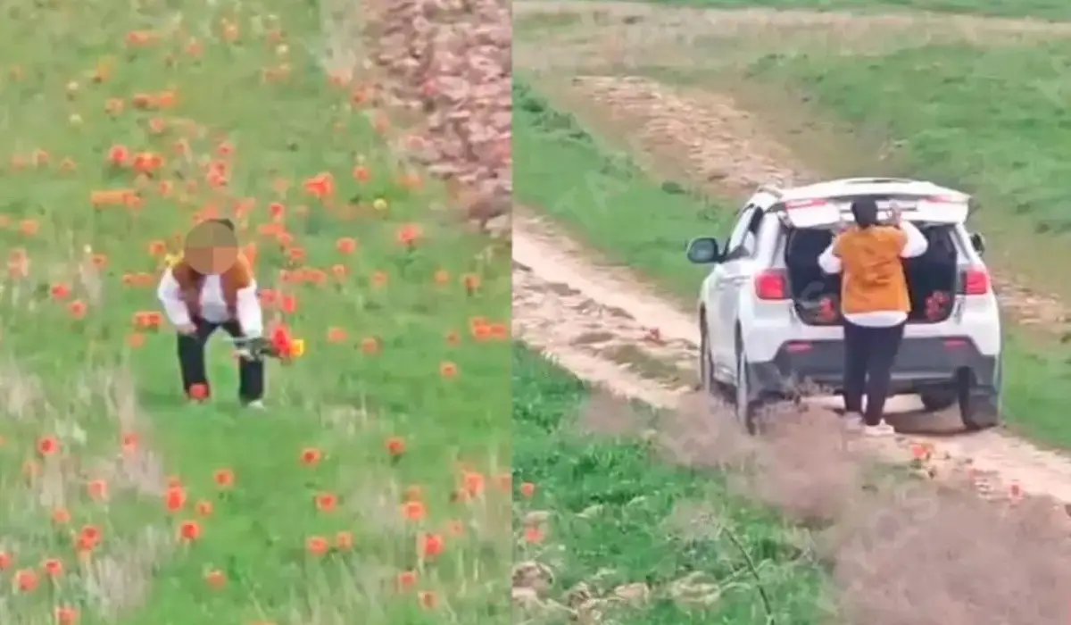 12 түп қызғалдақ үшін 12 млн теңге айыппұл салған қаншалықты әділетті