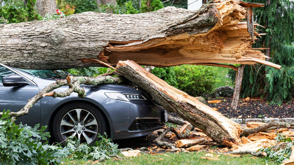 Freedom Insurance рассказал, как покрыть ущерб от падения дерева на авто