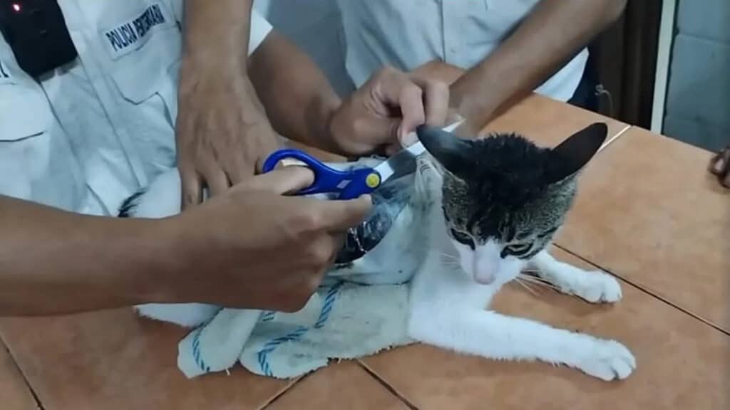 кошка