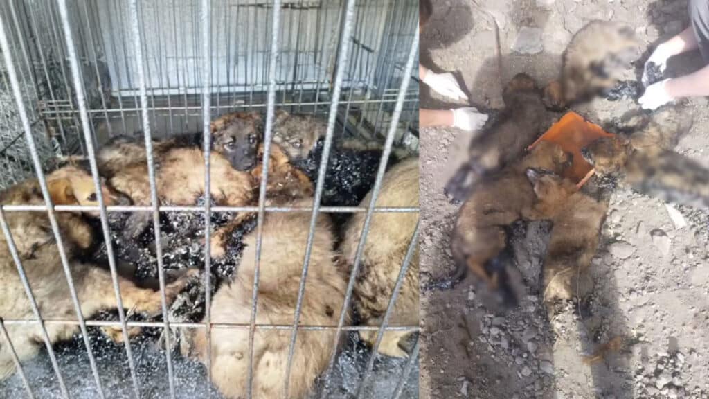Утопить щенков в мазуте пытались в Костанае
