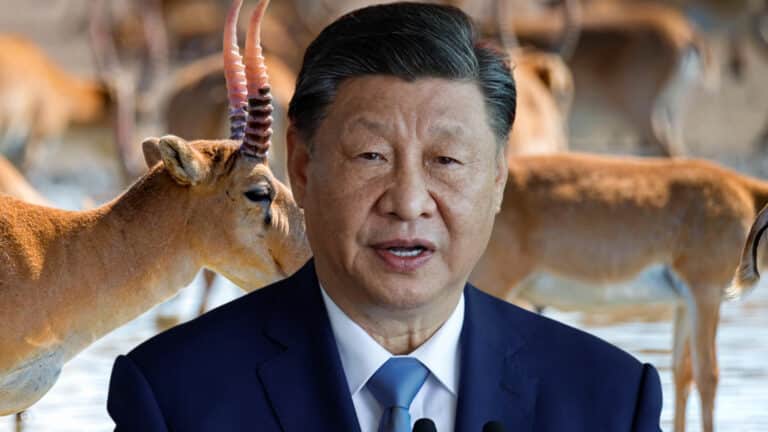 Panda diplomacy’s Kazakh twin: ‘Saiga diplomacy’ is here