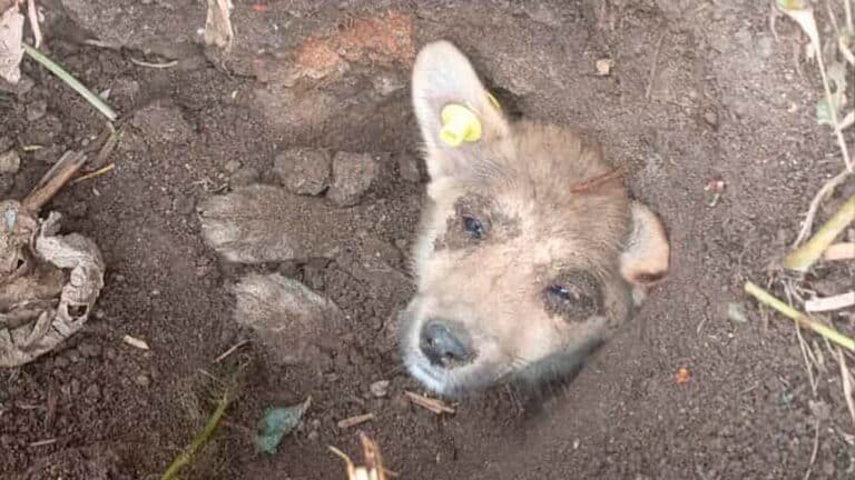 Щенка заживо закопали в землю в Костанайской области