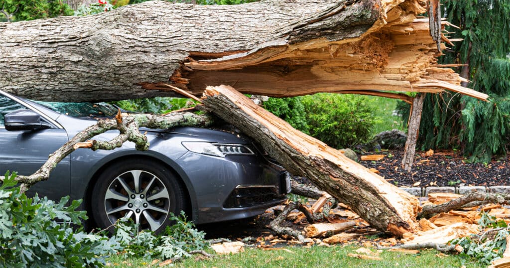 Адвокат объяснила, как взыскать ущерб за упавшее на машину дерево