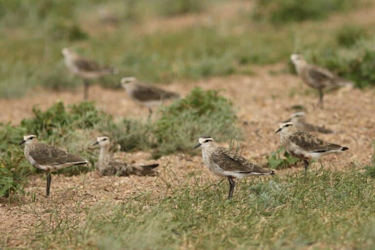 Birdwatcher’s Holy Grail: Journey to Kazakhstan to spot the elusive sociable lapwing