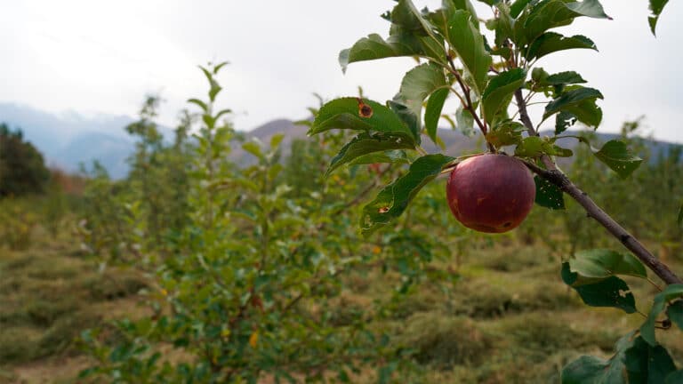 Kazakhstan’s wild apples highlight global health and biodiversity 