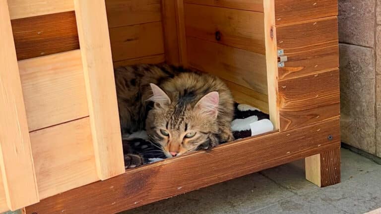 Домик уличного кота помешал акимату Шымкента