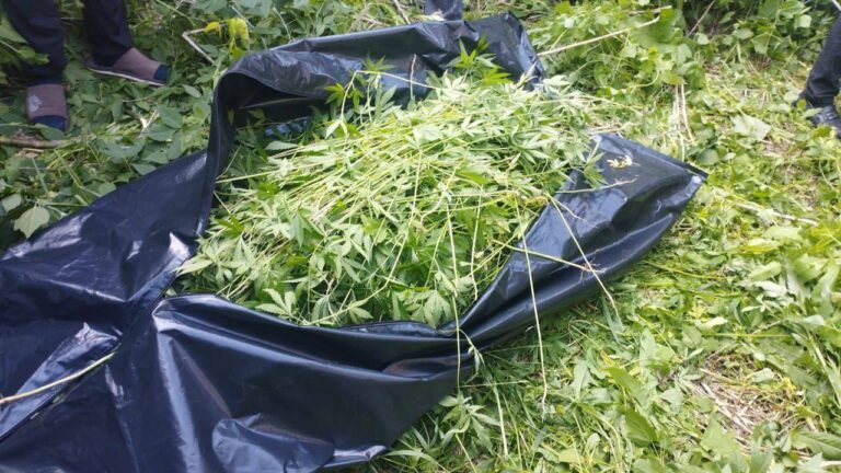 Плантацию марихуаны отобрали полицейские у жителя Акмолинской области