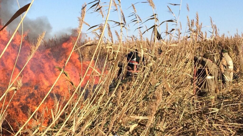 Атырау қаласына жақын маңда қамыс өртеніп жатыр