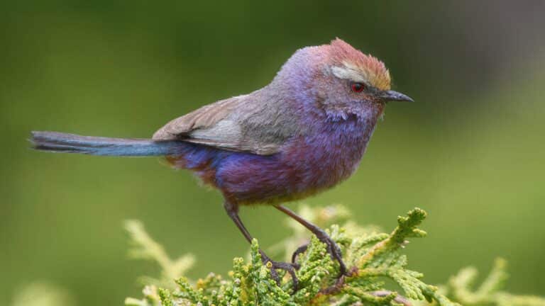 Kazakhstan to boost birdwatching tourism for global visitors