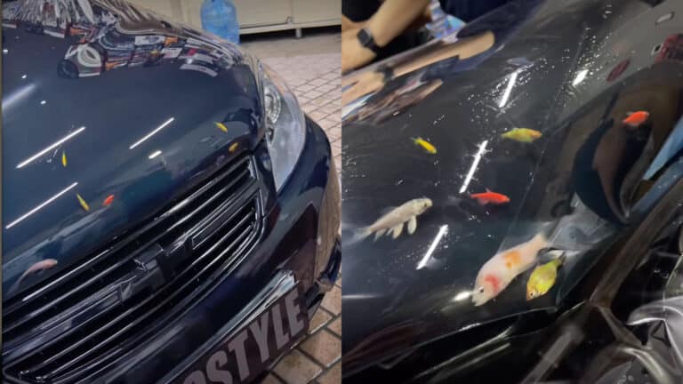 В Ташкенте рыб замуровали под пленку на капоте авто