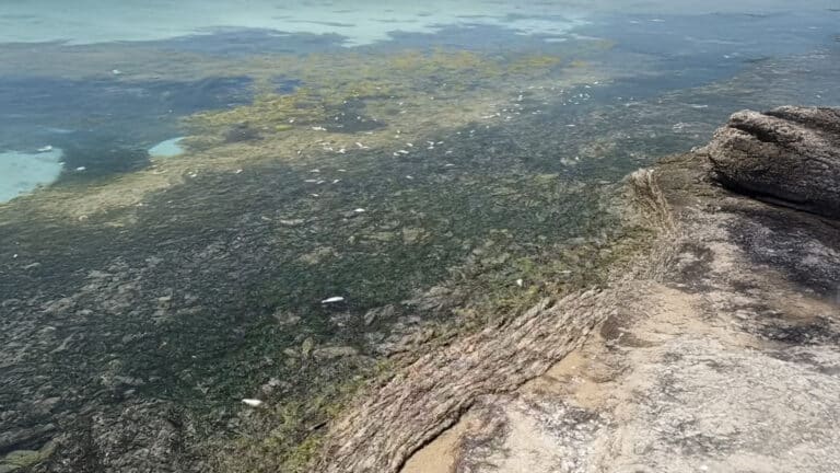На Каспии проверят воду после массовой гибели рыбы