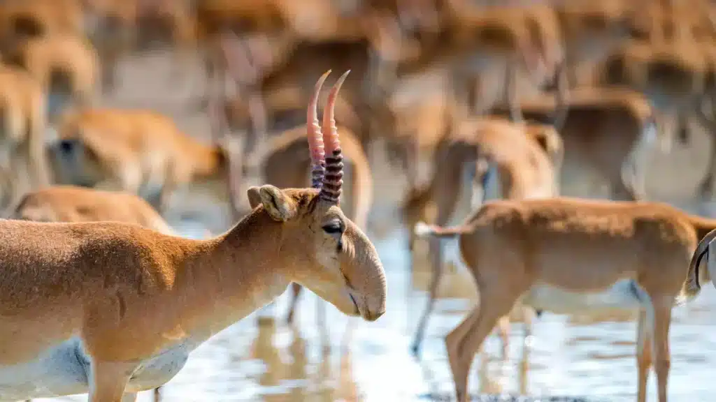 Ақбөкен етінен аса қауіпті ауру тарала ма