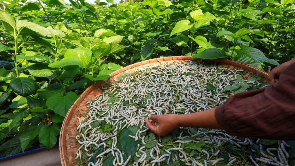 В Туркестанской области будут разводить шелкопрядов и выращивать чай