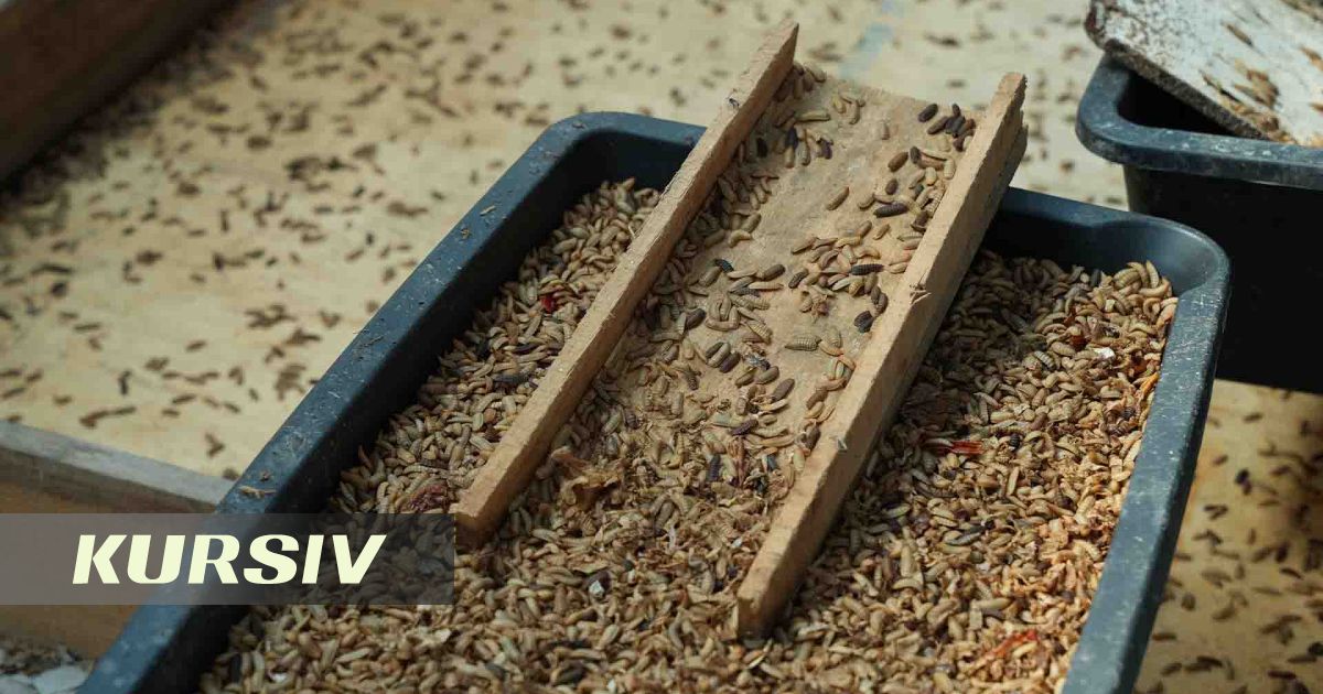 Жалаңаш мас кемпірлер