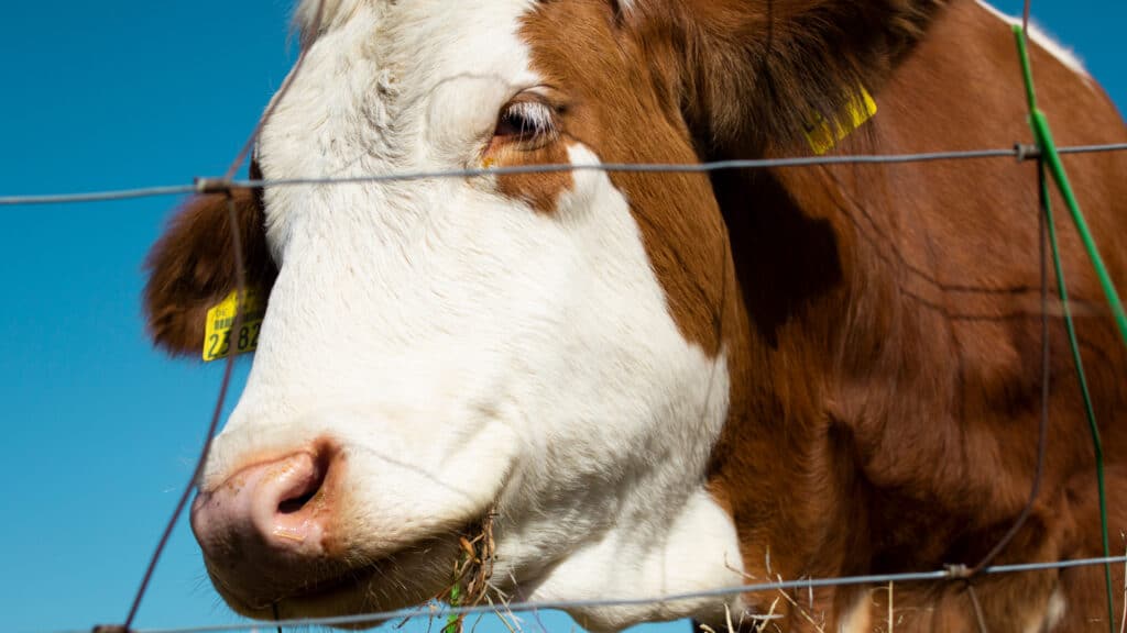 В Казахстане продлили запрет на вывоз бычков